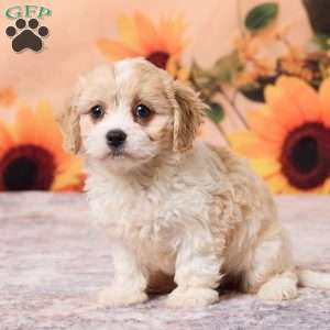 Mia, Cavachon Puppy